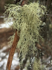 Usnea cornuta