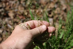 Dichanthelium laxiflorum
