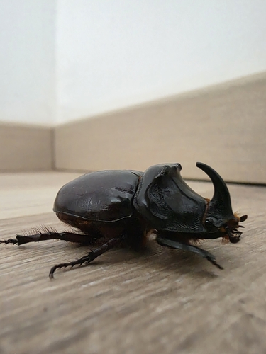 European Rhinoceros Beetle