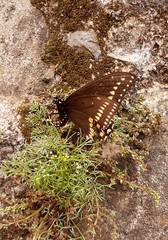 Papilio polyxenes asterius image