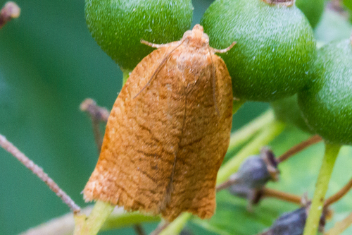 Carnation Tortrix