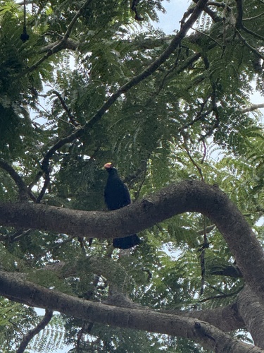 Violet Turaco