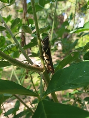 Stenocatantops angustifrons