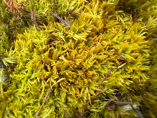 Tortella inclinata, 2026-06-08