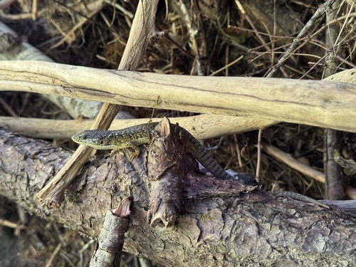 iNaturalist observation photo of Northern Alligator Lizard