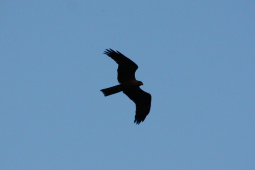 Black Kite