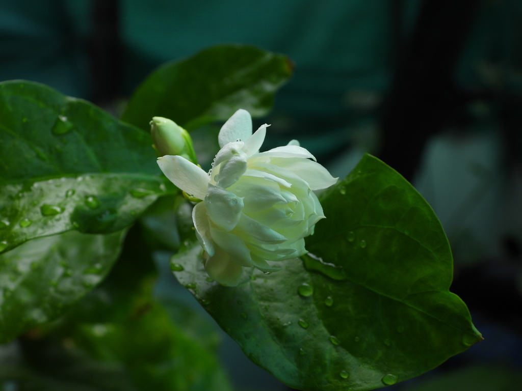 Jasmine