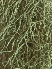 Usnea cornuta