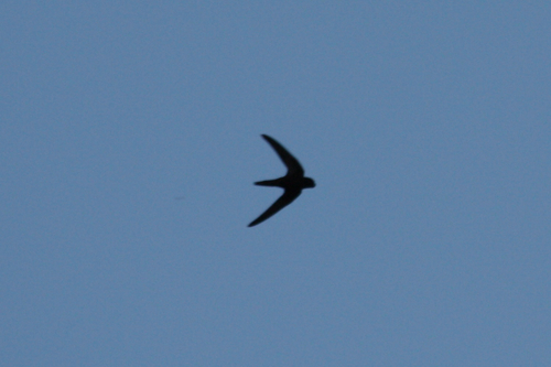 Common Swift