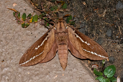 Abantiades argyrosticha