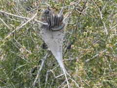 Malacosoma californica