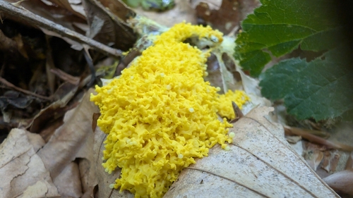 Dog Vomit Slime Mold