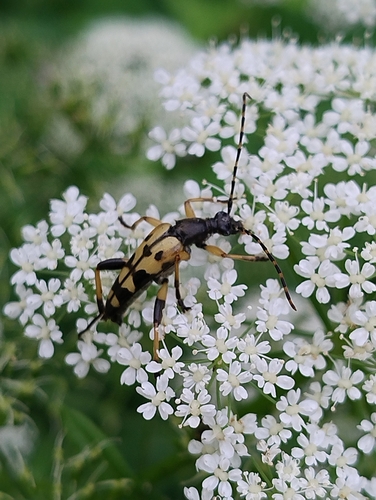 Spotted Longhorn Beetle