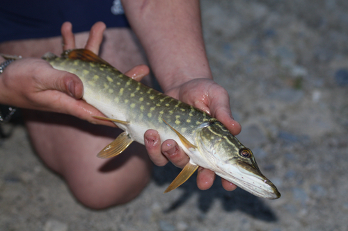 Northern Pike