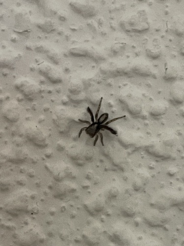 Beardfooted spider