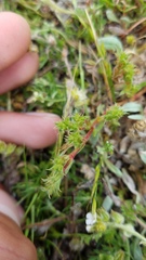 Lastarriaea coriacea