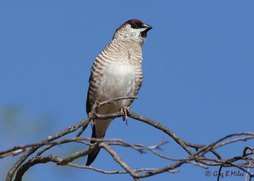 Plum-headed Finch