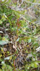 Lastarriaea coriacea