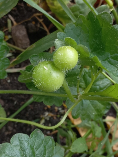 Glechoma gall wasp