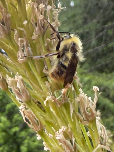 Fuzzy-Horned Bumble Bee