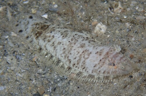 Spottedfin Tonguefish (Symphurus diomedeanus) — Cynoglossidae — 4