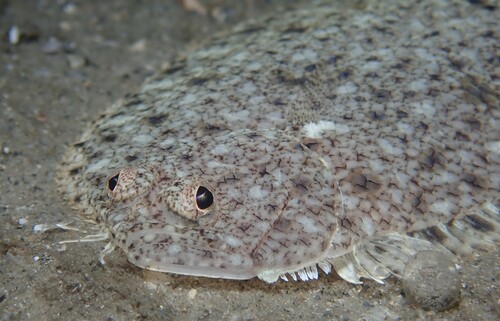 Spotted whiff (Citharichthys macrops) — Paralichthyidae