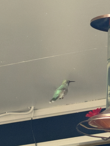 Anna's Hummingbird