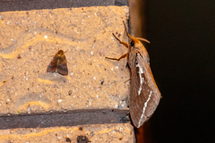 Abantiades argyrosticha