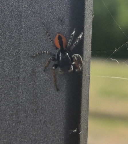 Red-bellied Jumping Spider