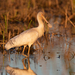 Yellow-billed Spoonbill - Photo (c) Ákos Lumnitzer, some rights reserved (CC BY-NC-ND), uploaded by Ákos Lumnitzer
