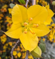 Fremontodendron californicum