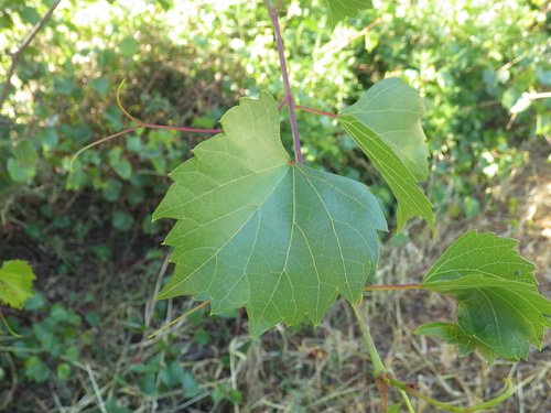 Vitis rupestris, photograph 3