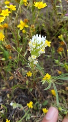 Castilleja attenuata