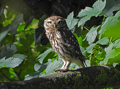 Mochuelo europeo (Athene noctua)