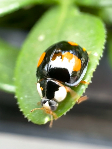 Asian Lady Beetle