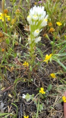 Castilleja attenuata