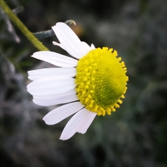Matricaria chamomilla