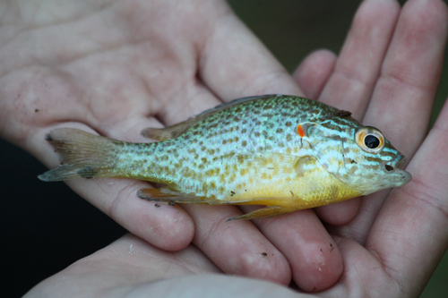 Pumpkinseed