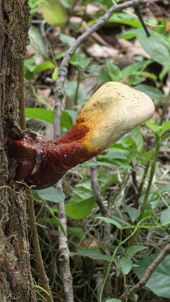 golden reishi · June 2026 · photo: Photo: (c) Daniel Nunez, some rights reserved (CC BY) · iNaturalist