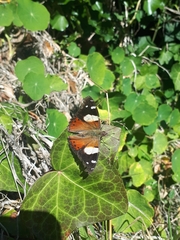 Vanessa itea
