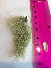Usnea cornuta