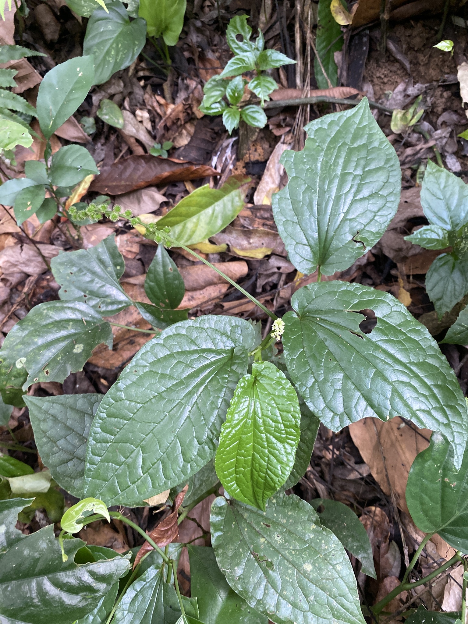 Zippelia begoniifolia (Zippelia begoniifolia)