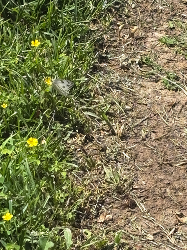 Checkered White