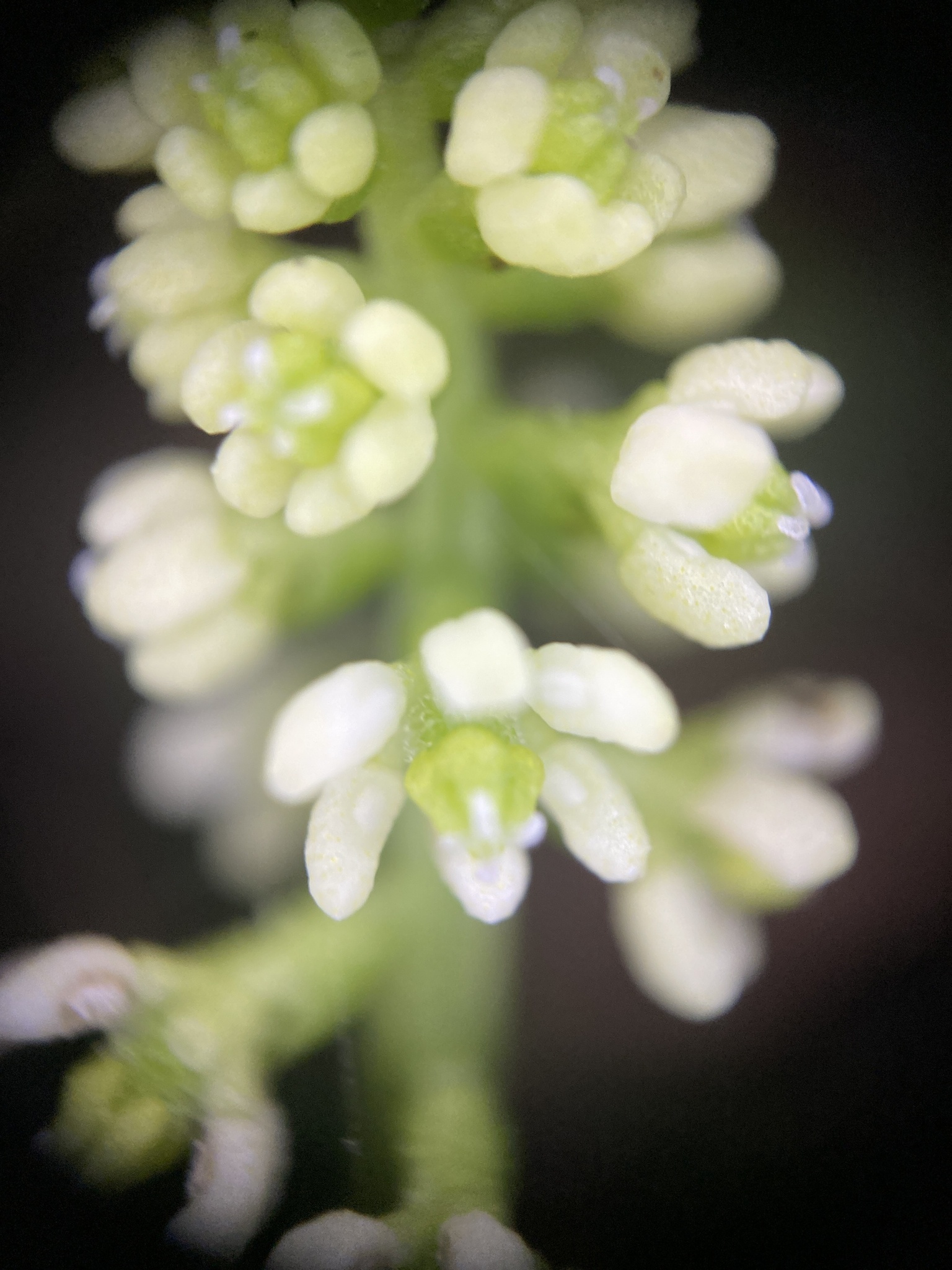 Zippelia begoniifolia — ảnh 2