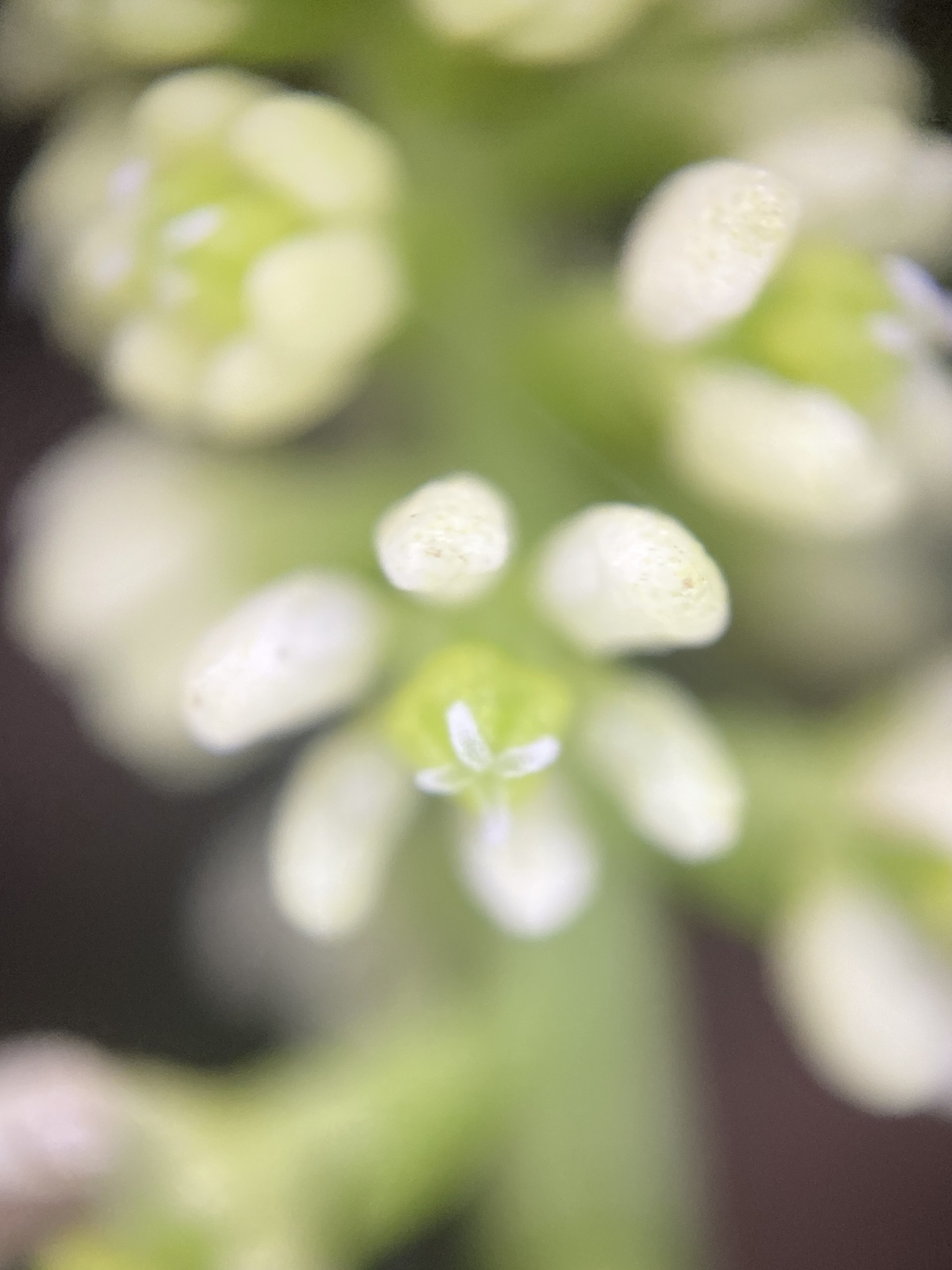 Zippelia begoniifolia — ảnh 3