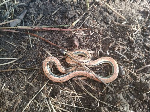 Photo of a Dumeril's Diadem Snake (Phalotris lemniscatus)