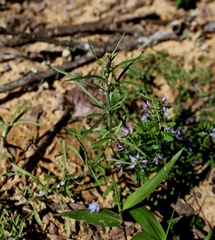 Gamochaeta antillana