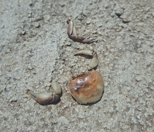 Mediterranean Freshwater Crab