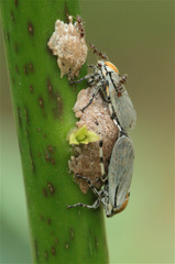 Aetalion reticulatum