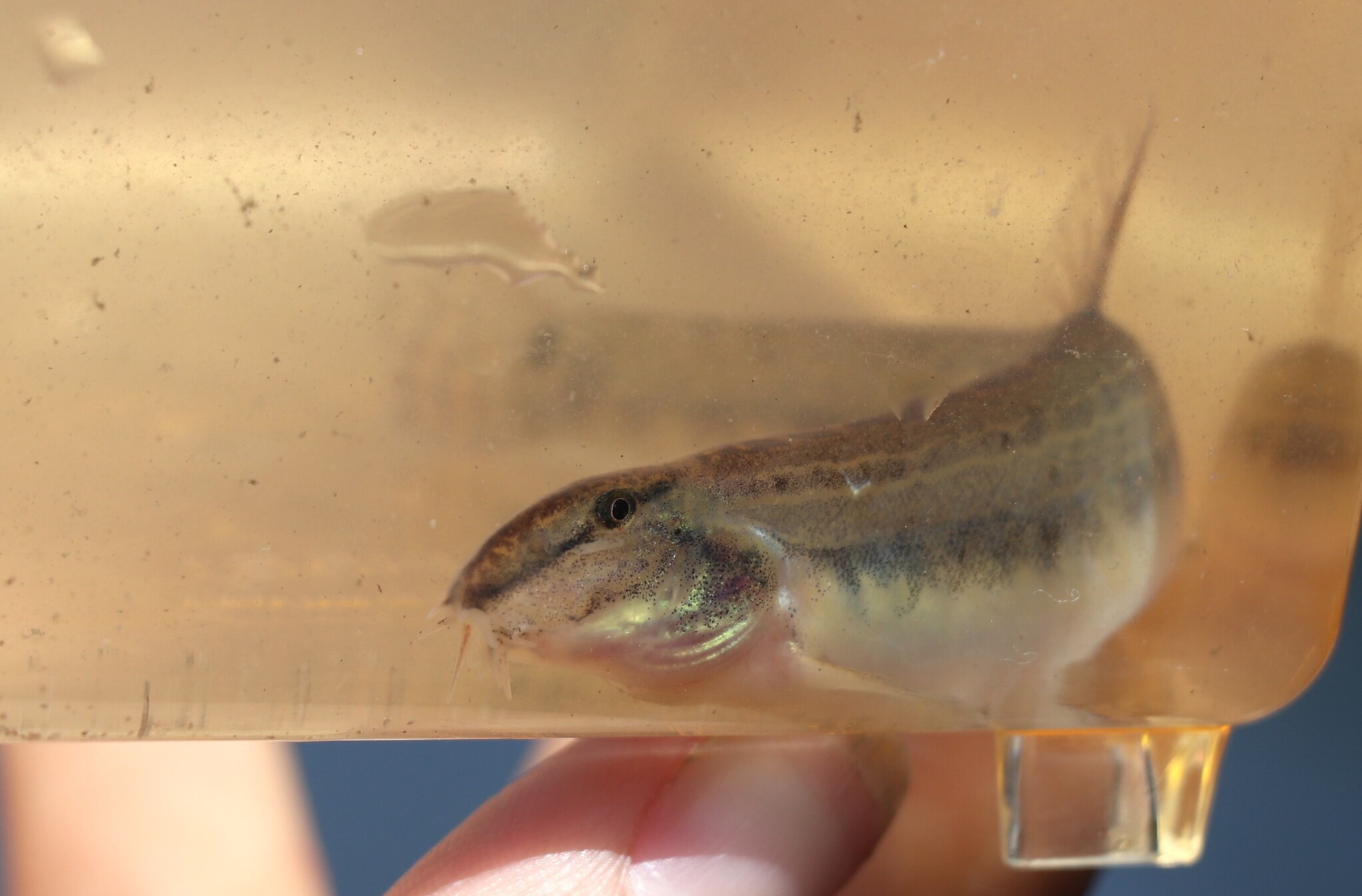 Danubian Spined Loach photo 2